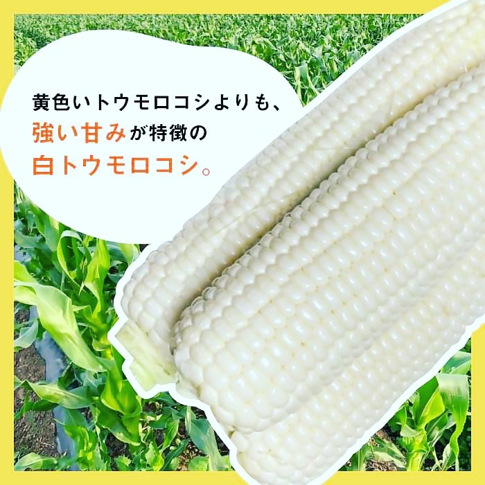 corn_whitw_001